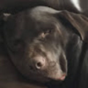 Meet your Posher, Cheyenne